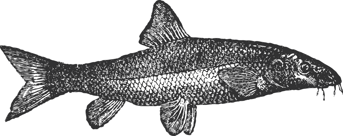 Lake whitefish fishing packages — Abram Lake Park – Abram Lake Park